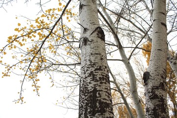 autumn poplar, tree trunk in the forest