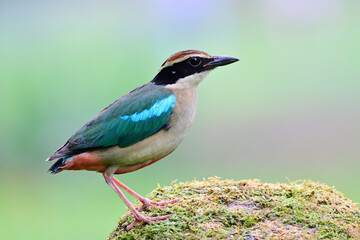 most wanted passerine bird when migrate through Bangkok city garden in summer time, Fairy pitta, beautiful wildlife
