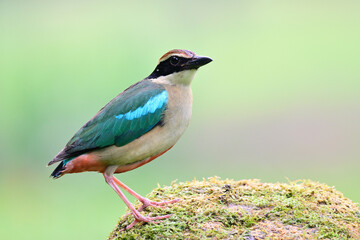 Fairy pitta during its migration trip passing through Bangkok city garden in summer time, beautiful nature