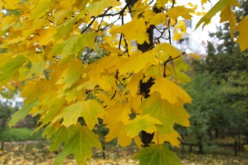 autumn leaves in the park, yellow leaves in autumn