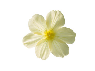 Naklejka premium Single delicate pale yellow flower with a bright yellow center nature natural