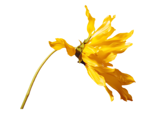 Bright Yellow Sunflower Petals Blowing In The Wind On A Transparent Background