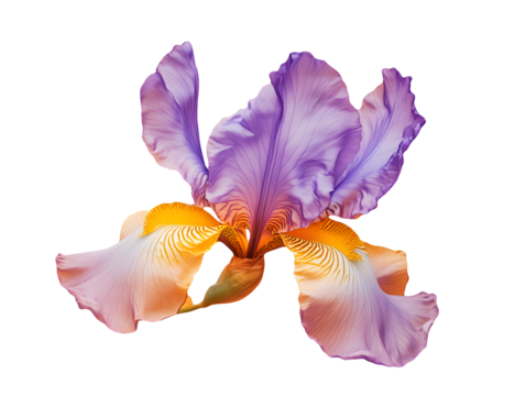 A single delicate iris flower with purple and orange petals on black nature