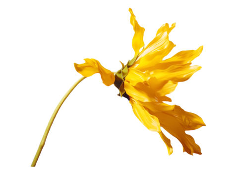 Bright Yellow Sunflower Petals Blowing In The Wind On A Transparent Background - Powered by Adobe