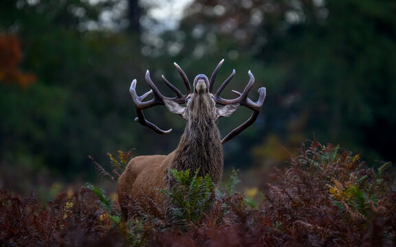 Red der stag sniffing the air