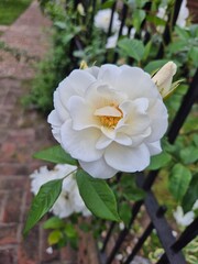 close-up of a white rose