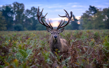 Red deer stag at sunrise