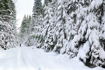 Winter landscape with a man walking on a snowy road in a fir forest