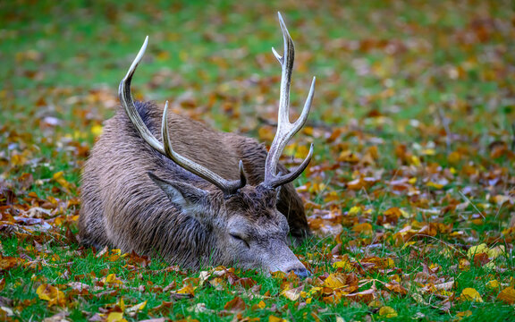 Young red deer stag sleeping