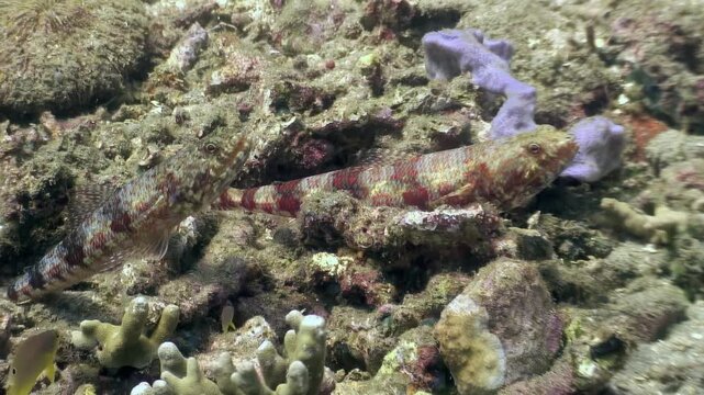 A lizardfish blends seamlessly with its surroundings. It lies motionless among colorful coral and rocks. Filmed in the clear waters near Bohol, Philippines.