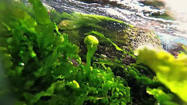 A green algae (Ulva maeotica,  Spirogura ) in a moving stream of water
