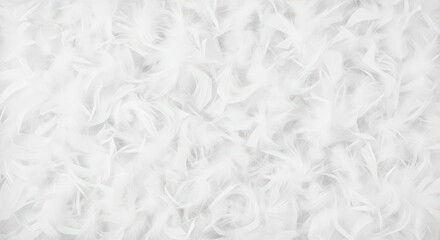 Fototapeta premium Soft white feather texture background with delicate fluffy patterns