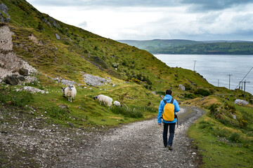 Wanderweg mit Schafen in Nordirland