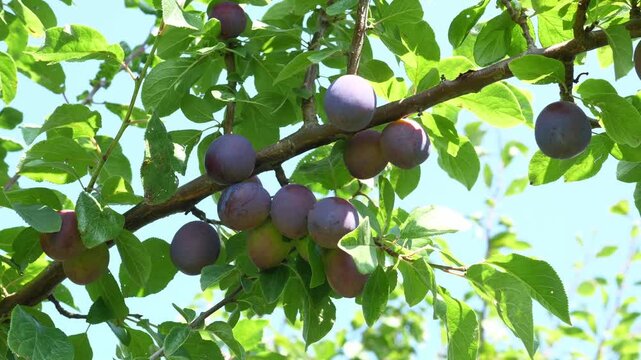Ripe plums hanging on a branch of a plum tree on a sunny day