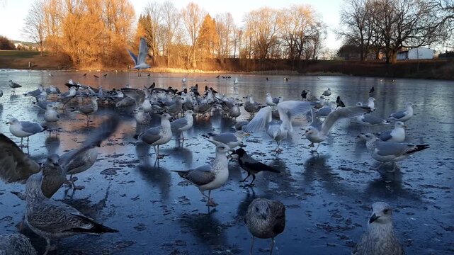 Seagull at the ice