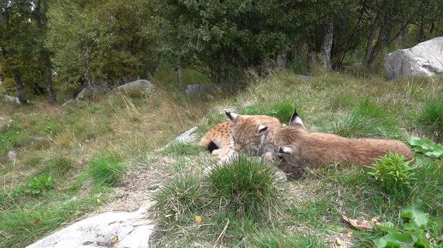 Lynx