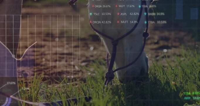 At scene start horse head lowering to nibble grass while financial charts visualizing trends