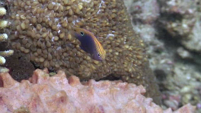A small, purple and yellow dartfish flits around a colorful coral reef. Captured during a daytime dive in the warm waters of the Philippines.