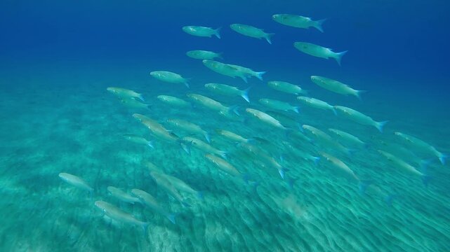 Close up of shoal of Mullet fish swimming upwards in turquoise water over sandy seabed under bright sunrays in sun glare, Slow motion