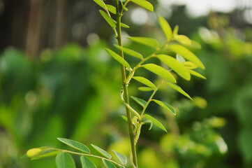 Close-up of fresh green leaves with natural background in daylight
