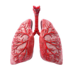 Human lungs 3d render png anatomy png medical png healthcare png organ png respiratory png education png biology png realistic png model png transparent background image
