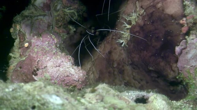 Observe a banded coral shrimp, also known as a doctor shrimp or striped cleaner, Stenopus hispidus, in its natural habitat. Filmed underwater in the warm waters of the Philippines.