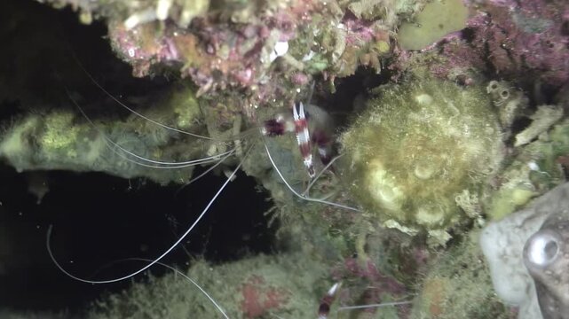 A Stenopus hispidus, also known as Banded Coral Shrimp or doctor shrimp, is exploring the nooks and crannies of a colorful reef structure. This underwater marvel was seen in the Philippines.