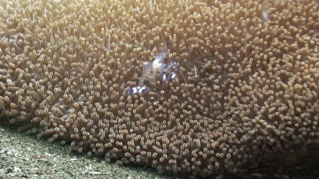 A White-spotted Anemone Shrimp is nestled among its host Anemone. Observe the underwater beauty, vibrant coral, and marine life found in the Philippines.