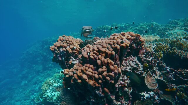 Bottom view of Porcupine fish hovering over coral on a bright sunny day, Slow motion, Camera moves forward approaching Ajargo, Giant Porcupinefish or Spotted Porcupine Fish, Diodon hystrix