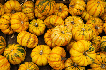 Yellow ornamental pumpkins in wooden crate