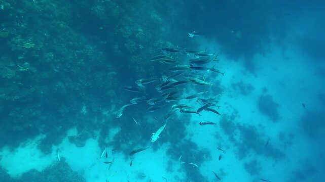 Top view of school of Striped Mackerel swim along the coral reef and feeding in turquoise water in bright sun rays, Slow motion of shoal swims with open mouths filtering for plankton