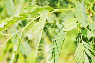 Close-up of fresh green leaves with natural background in daylight