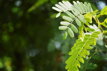 Close-up of fresh green leaves with natural background in daylight