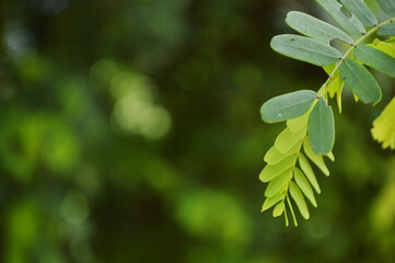 Close-up of fresh green leaves with natural background in daylight