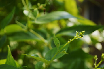 Close-up of fresh green leaves and buds with natural background in daylight