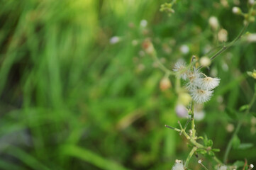 Close-up of fresh green leaves and flowers with natural background in daylight