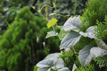 Close-up of fresh green leaves with natural background in daylight