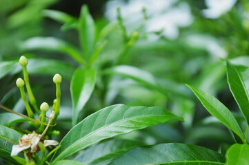 Close-up of fresh green leaves with natural background in daylight