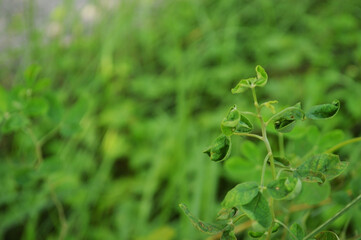 Close-up of fresh green leaves with natural background in daylight