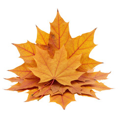 Fototapeta premium Stack of Maple Leaves Showing Fall Colors Isolated on Transparent PNG Background.
