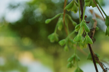 Close-up of fresh green leaves with natural background in daylight