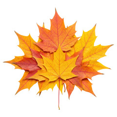 Fototapeta premium Bright Orange and Yellow Maple Leaves in Autumn Isolated on Transparent PNG Background.