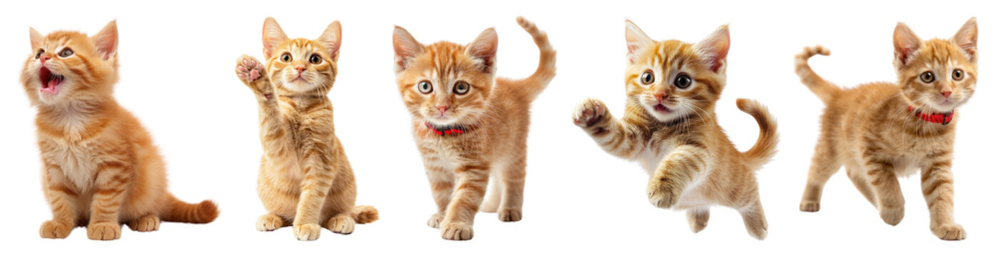 PNG Adorable playful kittens posing together, element set on transparent background