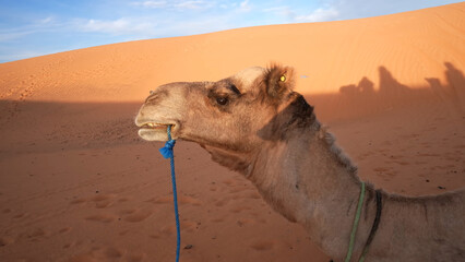 Camel in desert. Trip to Sahara desert in Morocco. Beautiful african travel photo. Sandy landscapes, 
dunes, and nature. Summer vacation in arab country.
