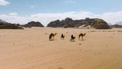 Camel in desert. Trip to Sahara desert in Morocco. Beautiful african travel photo. Sandy landscapes, 
dunes, and nature. Summer vacation in arab country.
