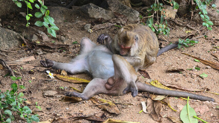Playful monkeys joyfully interacting with each other in their natural environment and habitat Hua Hin Thailand