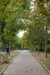 A path between autumn trees that form a corridor of colorful leaves on a ground full of dry leaves in a park in the city of Madrid.