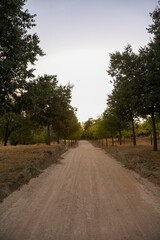 A dirt road in a forest in early autumn, with its different colors, leading to infinity. Vanishing point