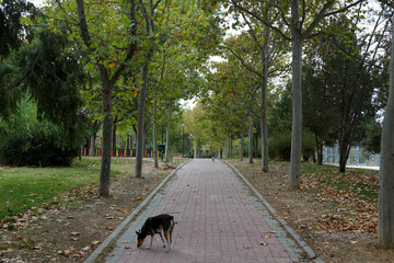 A path between autumn trees that form a corridor of colorful leaves on a ground full of dry leaves in a park in the city of Madrid.