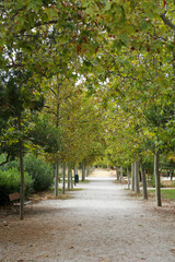 A path between autumn trees that form a corridor of colorful leaves on a ground full of dry leaves in a park in the city of Madrid.